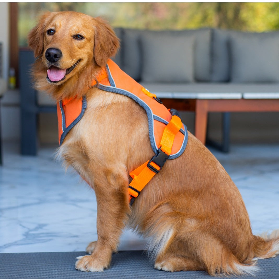 Orange Dog Harness - Main Image